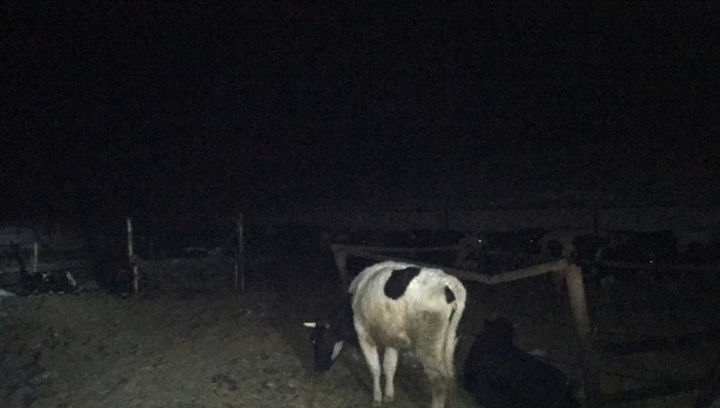 При пожаре на ферме под Бугульмой обгорел охранник, спасавший 80 коров