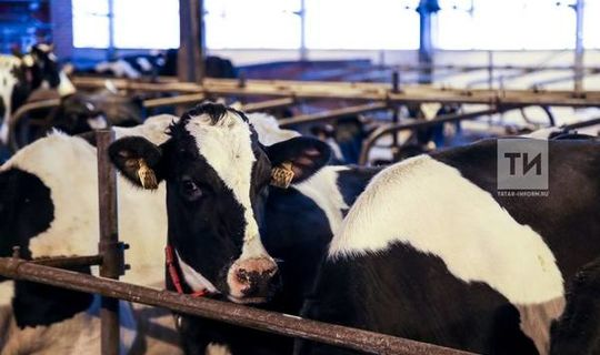 Татарстан стал лидером по объему реализации молока в сельхозорганизациях