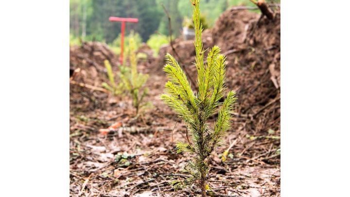 В Татарстане проведено лесовосстановление и лесоразведение на площади 1400 га