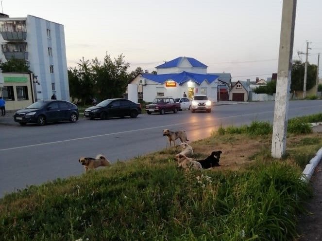 Мэр Бугульмы призвал жителей помочь в строительстве приюта для бездомных собак