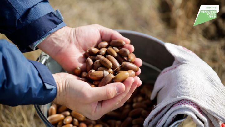 В Татарстане по нацпроекту заготовили 1,7 тысячи кг семян лесообразующих пород