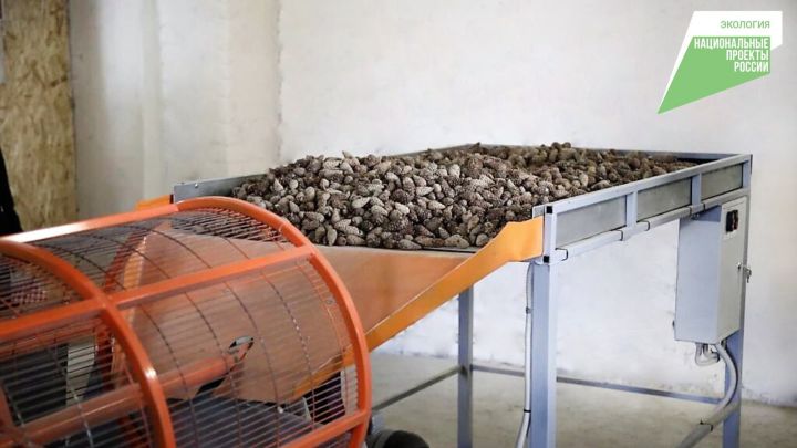 Специалисты республики заготовили 448,7 кг семян хвойных пород