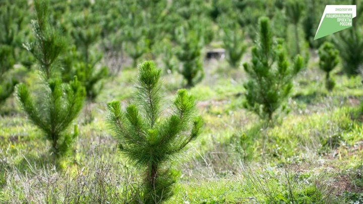 В Татарстане проведены работы по содействию естественному лесовосстановлению на площади 549 га