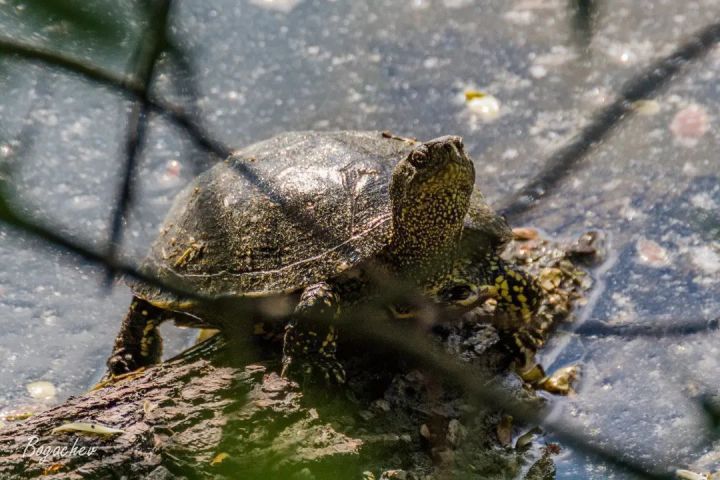 В Бугульме обнаружили редчайших европейских болотных черепах