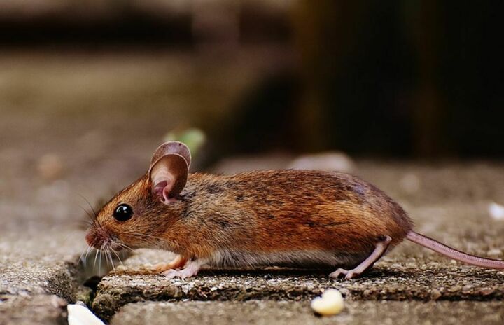 Бугульминцам напоминают об опасности мышиной лихорадки
