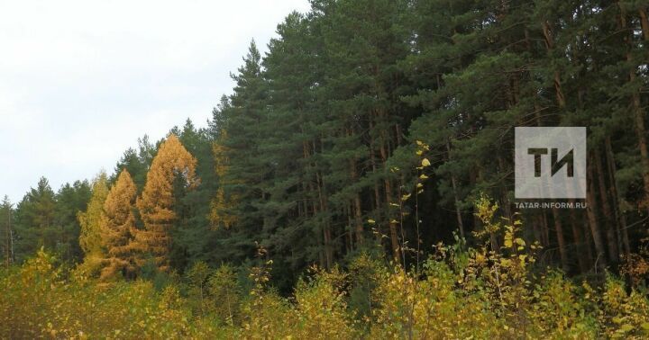 В Татарстане в 2022 году восстановили более 3 тысячи гектаров леса в рамках национального проекта