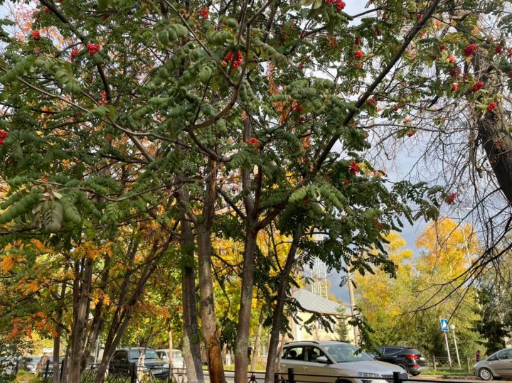 В Бугульме синоптики обещают туман