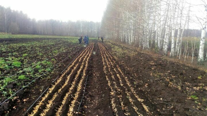 Бугульминский лесхоз присвоил оплату за уборку сорняков, которую не проводил