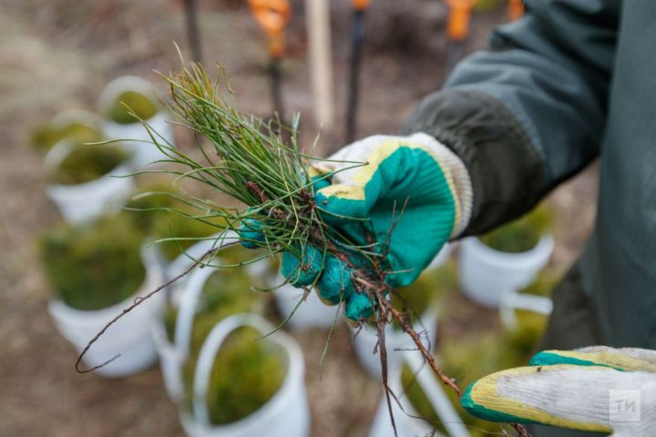 Бугульминский лесхоз собрал наибольшее количество семян хвойных пород в РТ