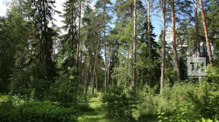 В Татарстане работы по лесовосстановлению проведут на площади 3,6 тыс. га
