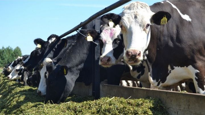 Минсельхоз РТ объявляет отбор заявок на возмещение затрат на строительство молочных мини-ферм