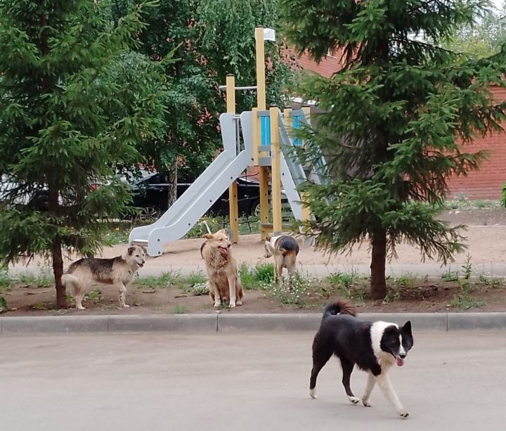 Бугульминка пожаловалась в соцсетях на стаю собак во дворе на улице Ямашева