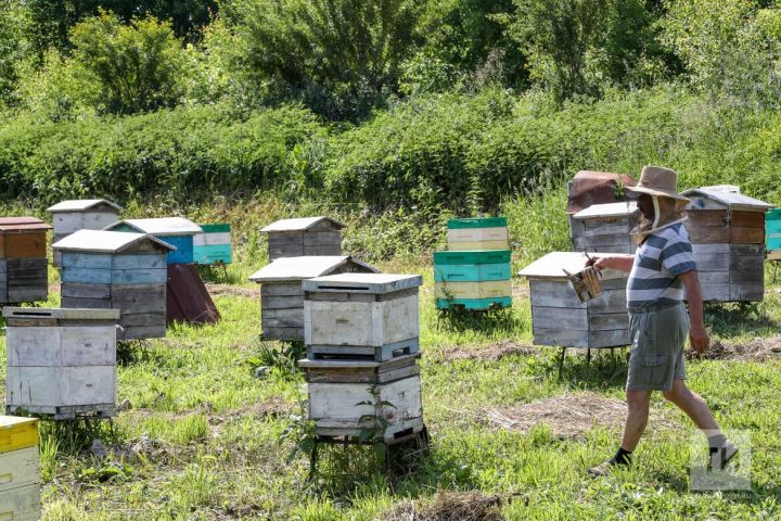Массовая гибель пчел зафиксирована в Бугульминском районе