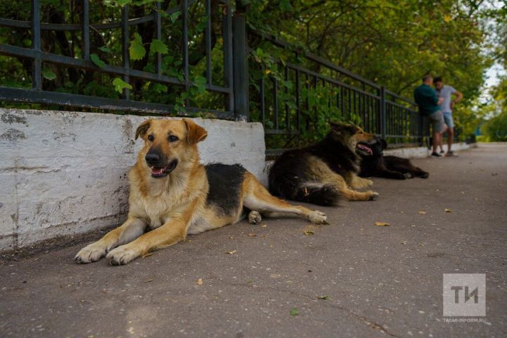 Благотворительные акции в поддержку бездомных животных проведут в Бугульме