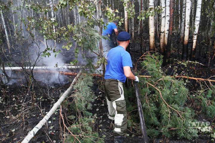 Татарстан в пятый раз закрыл леса и борется с нашествием гусениц