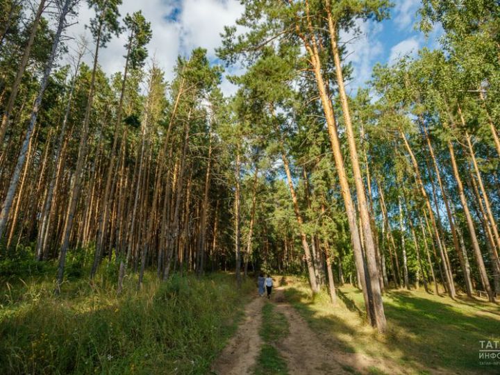 В лесном массиве Бугульминского района обнаружены два трупа