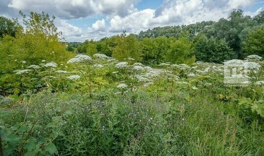 Как бороться с борщевиком Сосновского