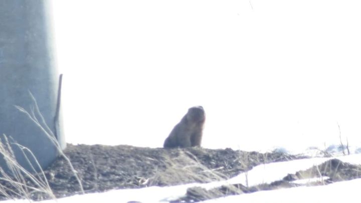 Первые сурки замечены в Бугульминском районе